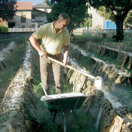 L’alimentation des escargots fermiers « Gros gris »