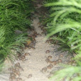 Jeunes escargots tout frais sortis dans le parc