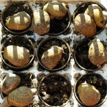 La ponte des escargots fermiers « Gros gris » à Ambérieux-d’Azergues, près de Villefranche -sur-Saône