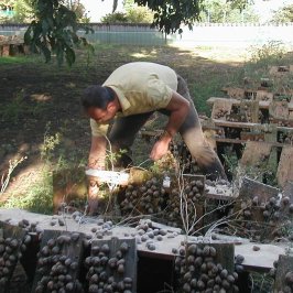 Récolte d’escargots fermiers dans le Rhône
